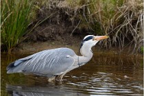 lE tEICH 16-03-21 0266   Photos ACG 2015