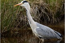 lE tEICH 16-03-21 0270   Photos ACG 2015