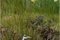 lE tEICH 16-03-21 0273   Photos ACG 2015