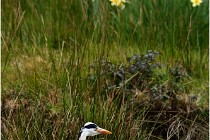 lE tEICH 16-03-21 0275   Photos ACG 2015