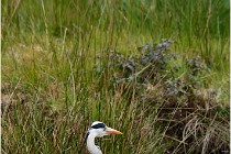 lE tEICH 16-03-21 0277   Photos ACG 2015