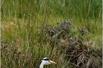 lE tEICH 16-03-21 0278   Photos ACG 2015