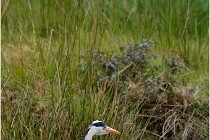 lE tEICH 16-03-21 0279   Photos ACG 2015