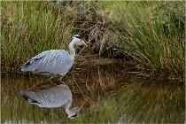 lE tEICH 16-03-21 0281   Photos ACG 2015