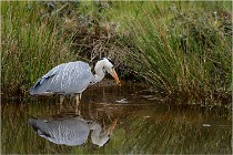 lE tEICH 16-03-21 0283   Photos ACG 2015
