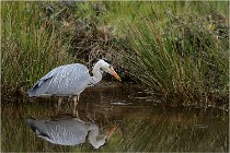 lE tEICH 16-03-21 0284   Photos ACG 2015