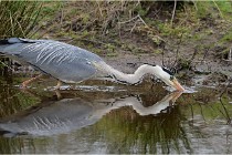 lE tEICH 16-03-21 0297   Photos ACG 2015