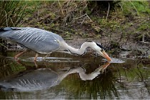 lE tEICH 16-03-21 0298   Photos ACG 2015