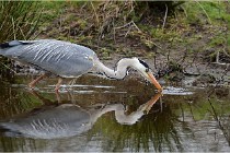 lE tEICH 16-03-21 0299   Photos ACG 2015