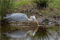 lE tEICH 16-03-21 0302   Photos ACG 2015
