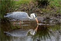 lE tEICH 16-03-21 0303   Photos ACG 2015