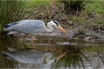 lE tEICH 16-03-21 0306   Photos ACG 2015