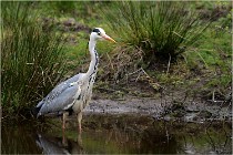 lE tEICH 16-03-21 0313   Photos ACG 2015