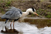 lE tEICH 16-03-21 0321   Photos ACG 2015