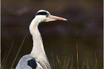 lE tEICH 16-03-21 0355   Photos ACG 2015