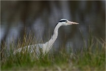 lE tEICH 16-03-21 0363   Photos ACG 2015