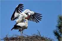 lE tEICH 16-03-22 0568   Photos ACG 2016