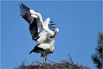 lE tEICH 16-03-22 0569   Photos ACG 2016