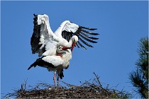 lE tEICH 16-03-22 0575   Photos ACG 2016