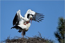 lE tEICH 16-03-22 0579   Photos ACG 2016