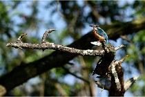 lE tEICH 16-03-22 0683   Photos ACG 2016