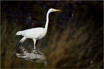 lE tEICH 16-03-22 0923   Photos ACG 2016