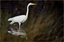 lE tEICH 16-03-22 0924   Photos ACG 2016