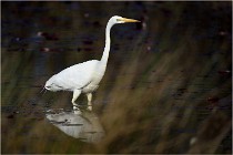 lE tEICH 16-03-22 0926   Photos ACG 2016