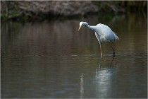 lE tEICH 16-03-23 0954   Photos ACG 2016