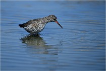 lE tEICH 16-03-24 1200   Photos ACG 2016