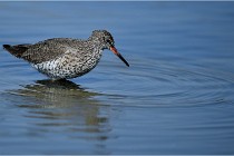 lE tEICH 16-03-24 1205   Photos ACG 2016