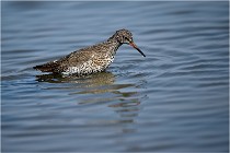 lE tEICH 16-03-24 1212   Photos ACG 2016