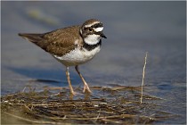 lE tEICH 16-03-24 1220   Photos ACG 2016