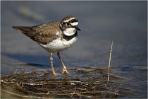 lE tEICH 16-03-24 1221   Photos ACG 2016