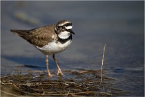 lE tEICH 16-03-24 1222   Photos ACG 2016