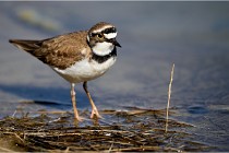 lE tEICH 16-03-24 1223   Photos ACG 2016