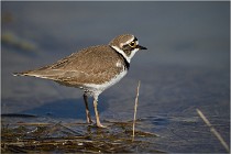 lE tEICH 16-03-24 1224   Photos ACG 2016