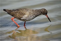 lE tEICH 16-03-24 1241   Photos ACG 2016