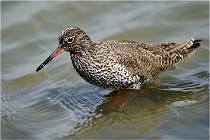 lE tEICH 16-03-24 1252   Photos ACG 2016