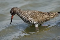 lE tEICH 16-03-24 1254   Photos ACG 2016