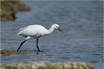 lE tEICH 16-03-24 1257   Photos ACG 2016