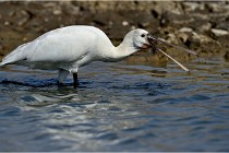 lE tEICH 16-03-24 1270   Photos ACG 2016