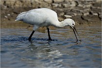 lE tEICH 16-03-24 1272   Photos ACG 2016