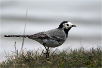 lE tEICH 16-03-24 1308   Photos ACG 2016