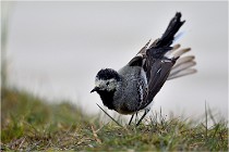 lE tEICH 16-03-24 1329   Photos ACG 2016