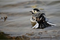 lE tEICH 16-03-24 1368   Photos ACG 2016