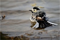 lE tEICH 16-03-24 1371   Photos ACG 2016