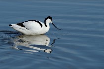 Texel 16-04-21 0426   Photos ACG 2016