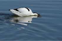 Texel 16-04-21 0428   Photos ACG 2016