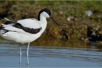 Texel 16-04-21 0429   Photos ACG 2016